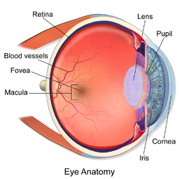 eye anatomy