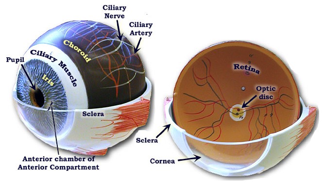 eye model