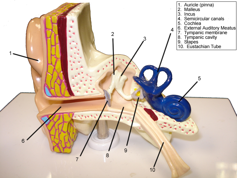 Eye and Ear Models