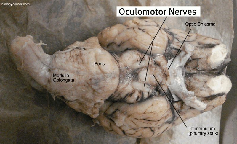 Sheep Brain Dissection With Labeled Images