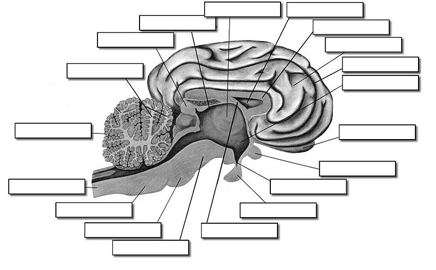 unlabeled brain