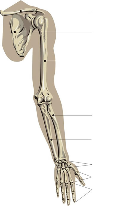 HUMAN BODY - SKELETON