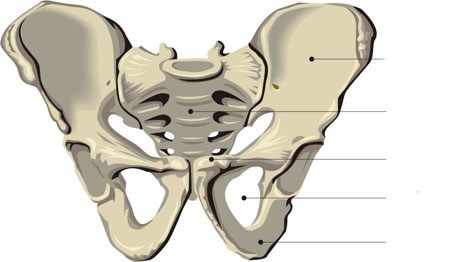 HUMAN BODY - SKELETON