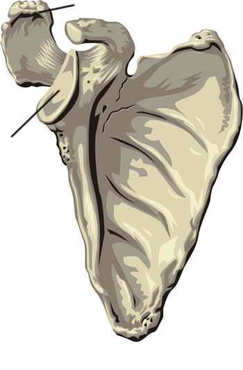 HUMAN BODY - SKELETON