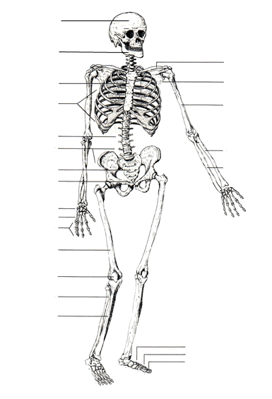 Skeletal System Study Guide