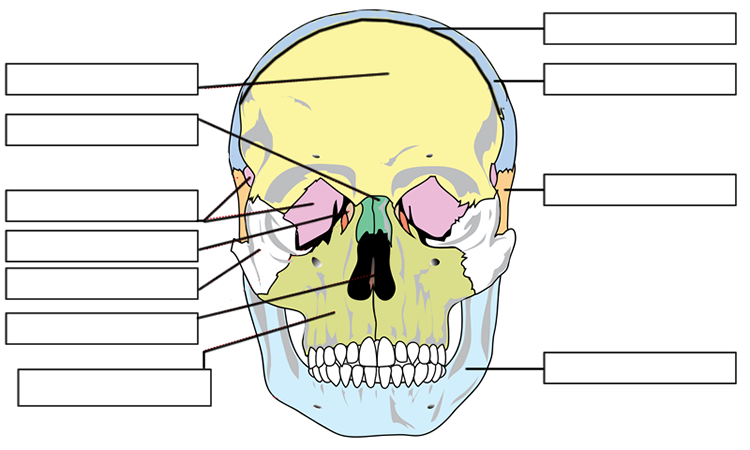 Label the Bones of the Skull