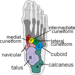 tarsal