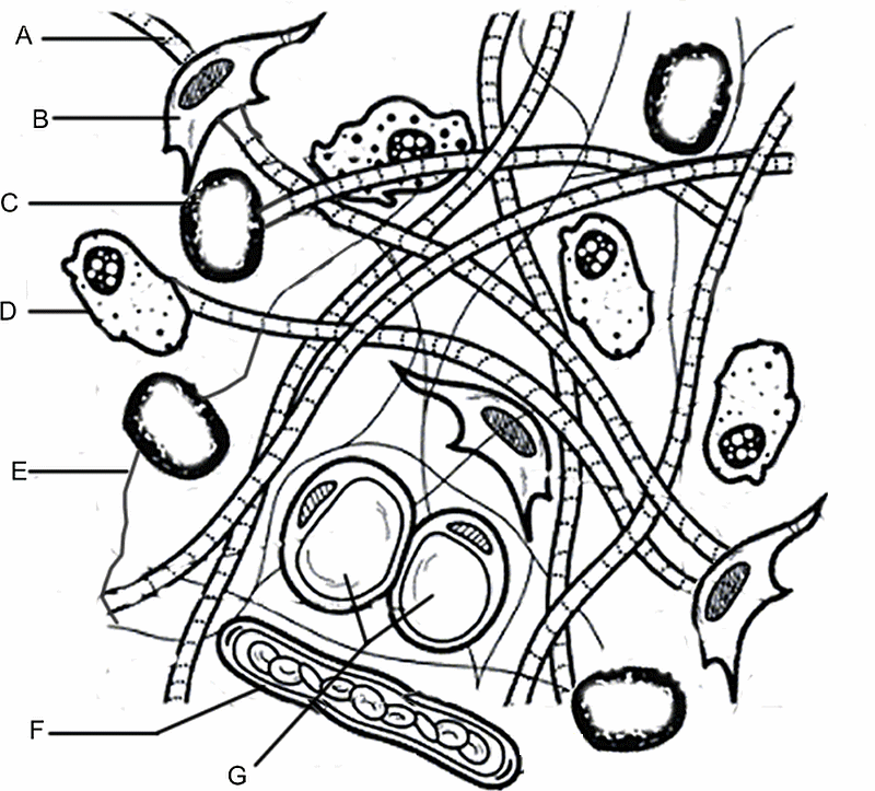 Connective Tissue Matrix Coloring