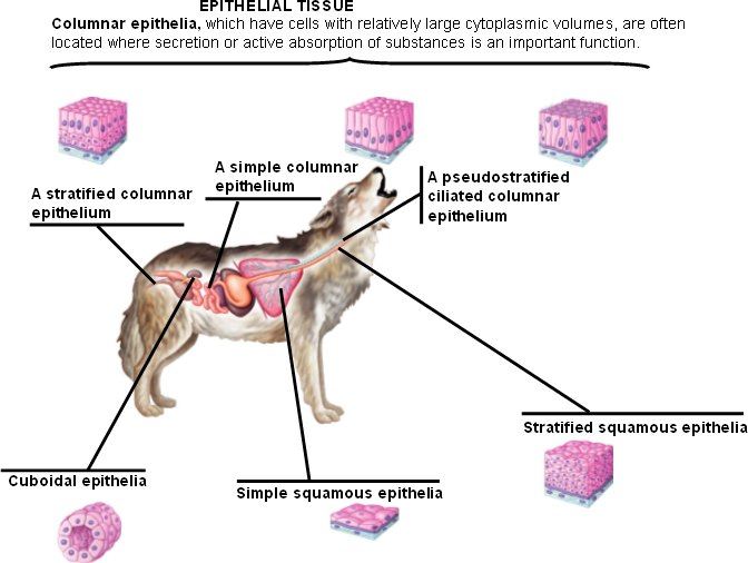 Types Of Tissues Chart Biology Corner Answers