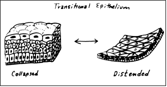 transitional epithelium