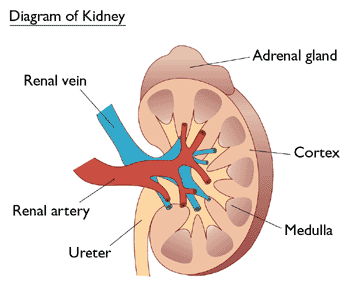 kidney