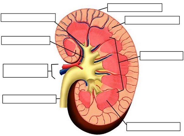 label-the-parts-of-the-urinary-system