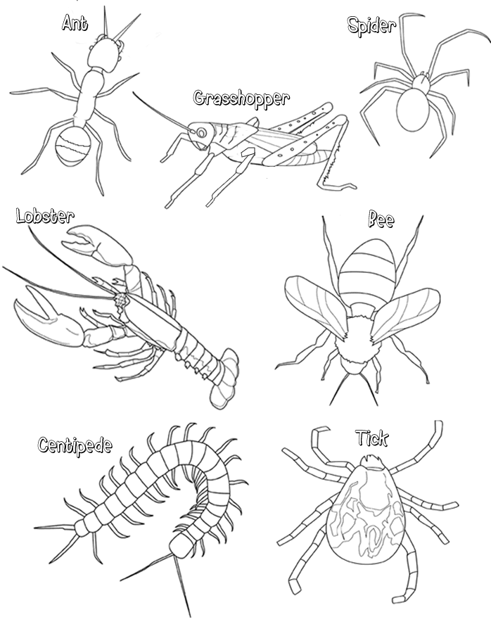 Simple Sketch A Simple Drawing And Identify The Structures Of Aurelia with simple drawing