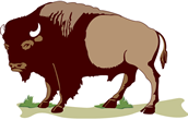 buffalo