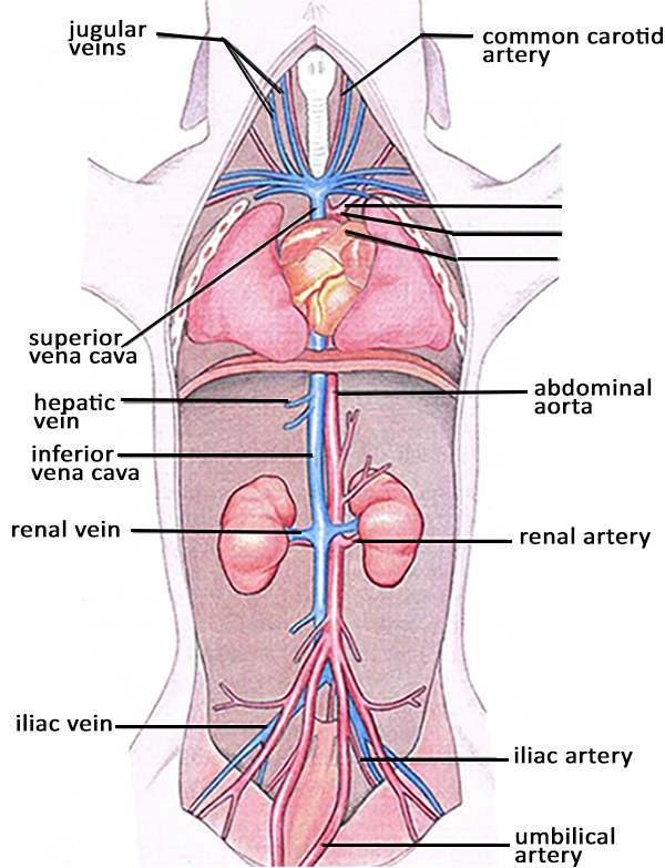 Pig Anatomy Chart