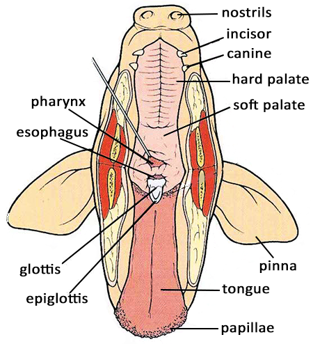 fetal pig mouth