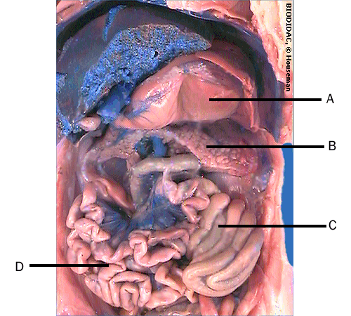 organs of digestive system
