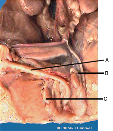 male organs