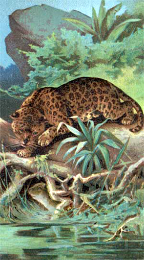 jaguar