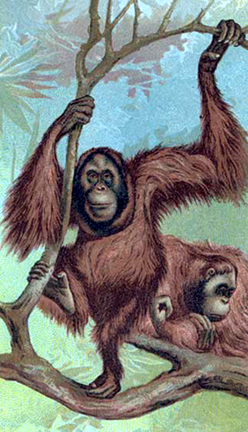 orangutan