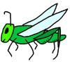 grasshopper