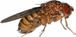 fruitfly
