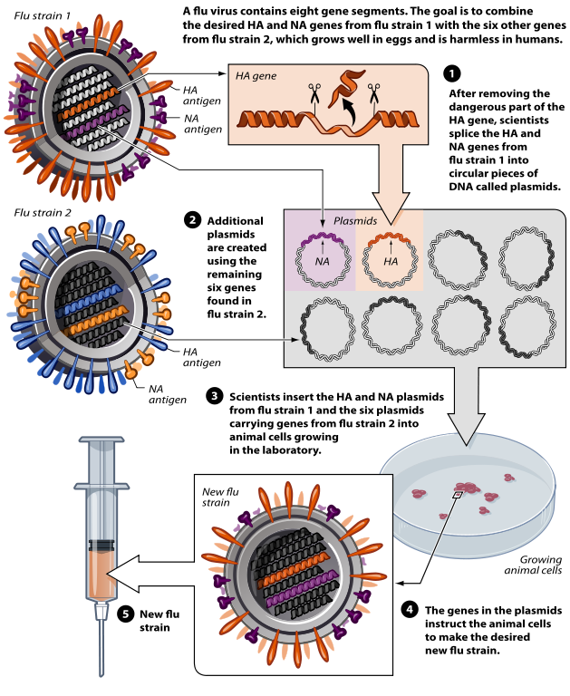 recombinant DNA