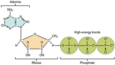 Organic Chemistry Reinforcement
