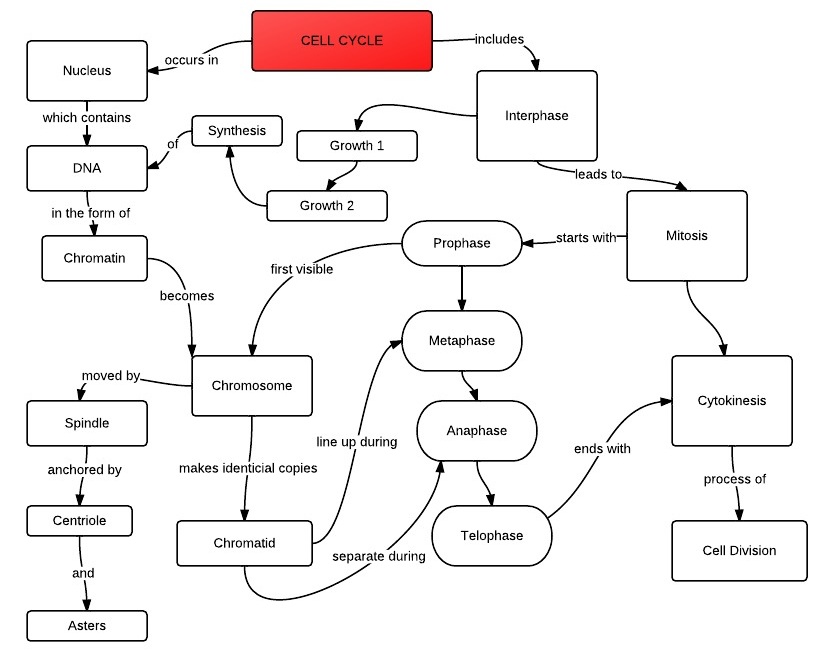 cell-concept-map-answer-key-maping-resources