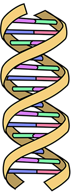 DNA