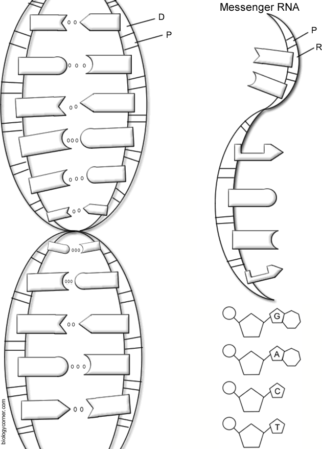 DNA - The Double Helix, Coloring Worksheet
