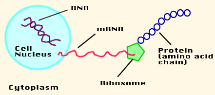 14-1 The Function of Genes