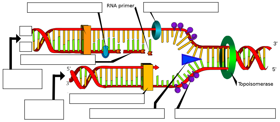 Featured image of post Biology Answer Key Biology Dna Replication Worksheet Quizzes health dna dna replication