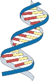 DNA Fingerprinting dna replication diagram labeled 