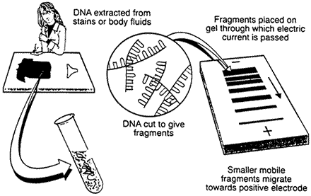 PCR
