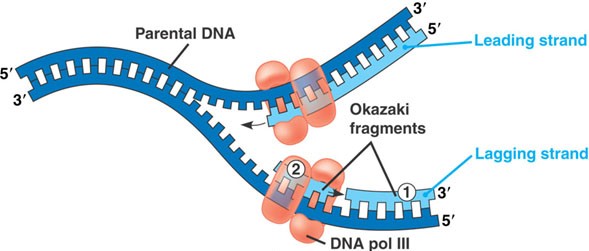 DNA