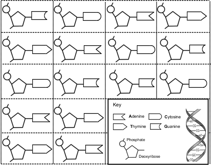 dna worksheet