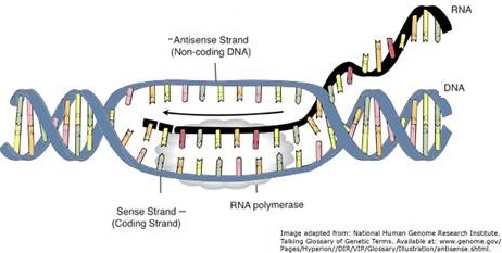 14-1 The Function of Genes