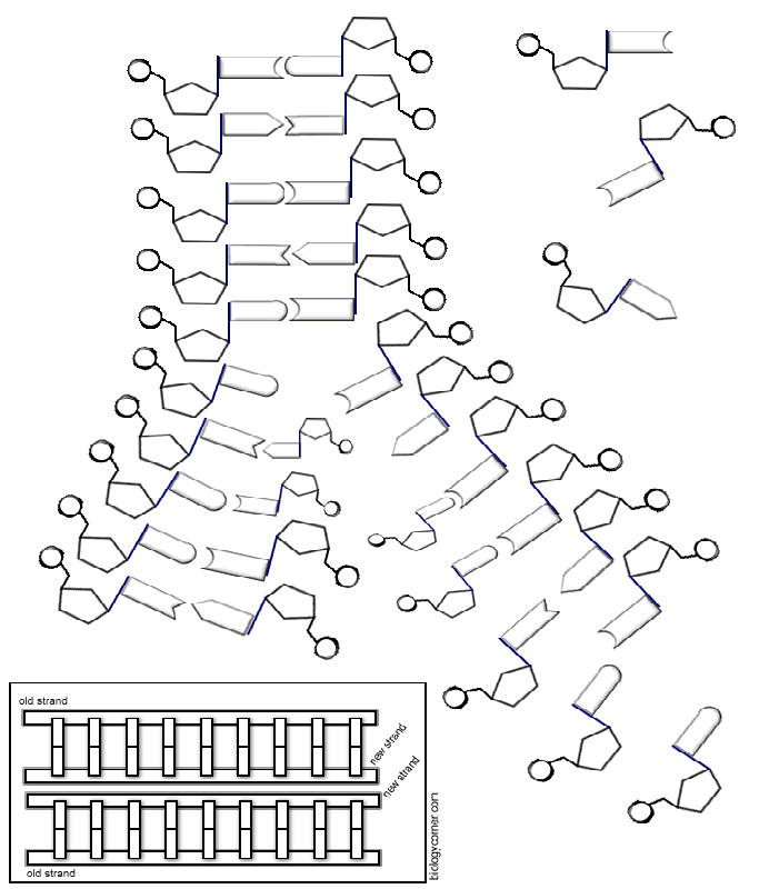 DNA - The Double Helix, Coloring Worksheet