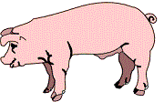 pig
