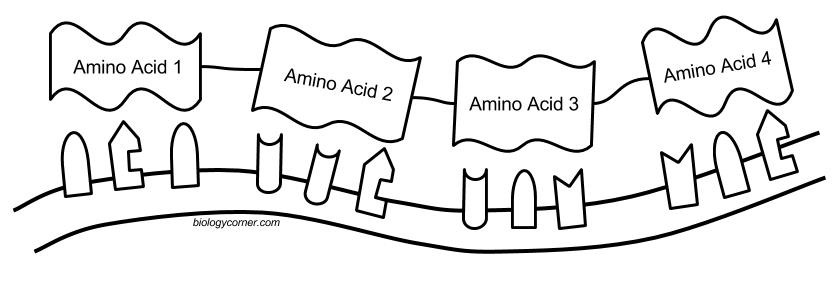 amino acids