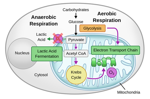 cell respiration