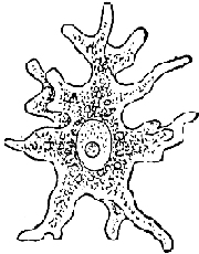 amoeba