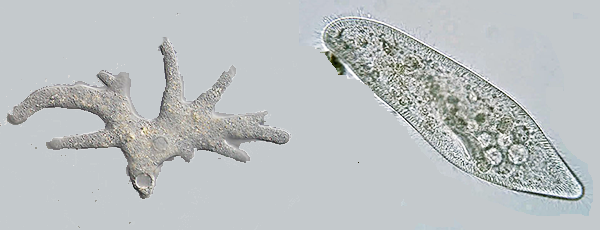 ameba and paramecium