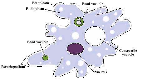 Protist Classification Chart