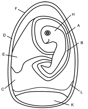 amniote egg