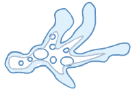 amoeba