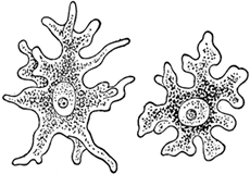 amoeba