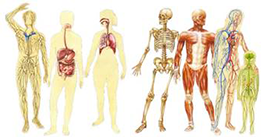 anatomy assignment topics
