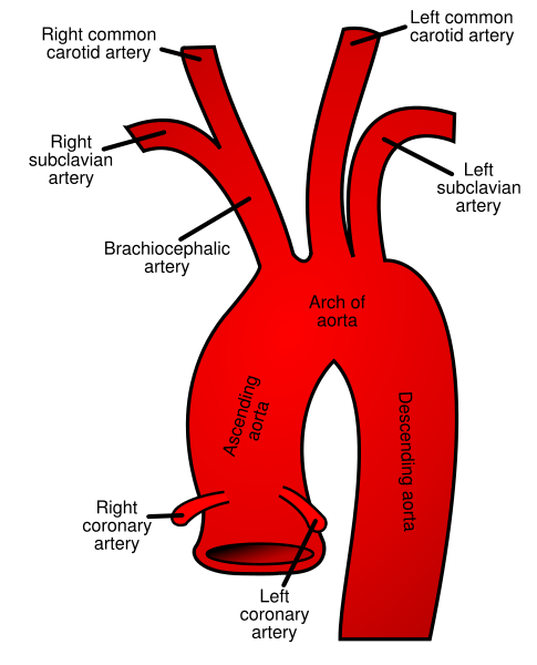 aorta branches
